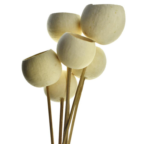 Dried Natural Bell Cups Stem, Bleached