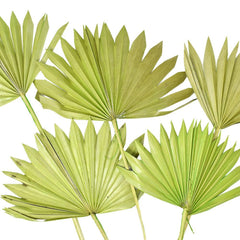 Dried Natural Sun Palm Leaves Bundles, 5-count