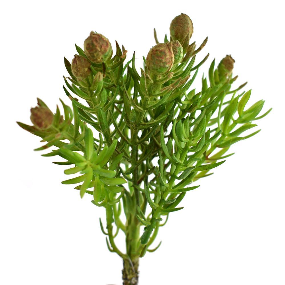 Artificial Succulent Pick, Green, 7-Inch