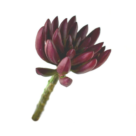 Artificial Mini Jelly Bean Succulent Stem, Burgundy, 4-Inch