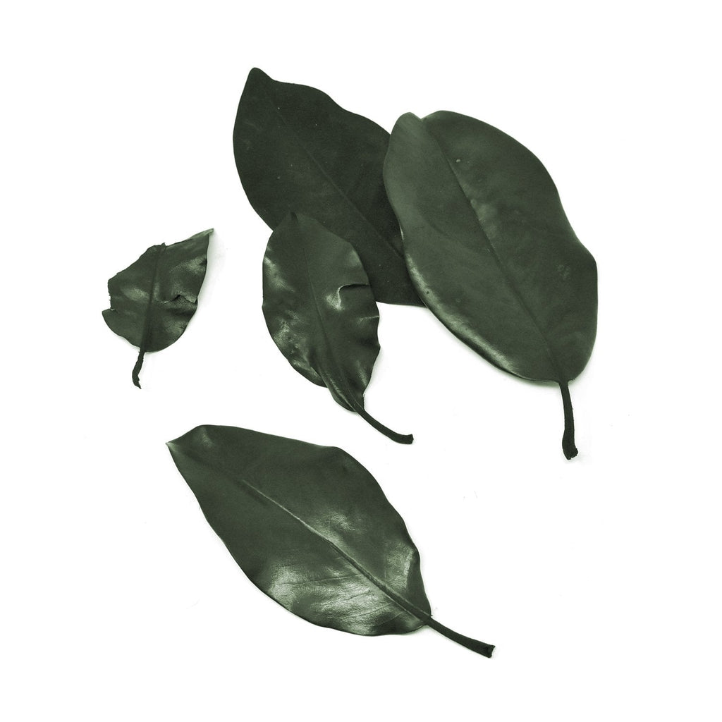 Naturally Preserved Magnolia Leaves, Green, 5-Piece