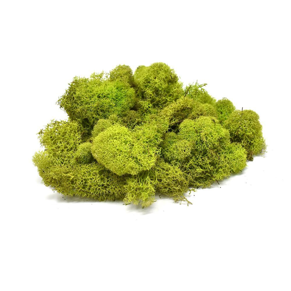 Naturally Preserved Reindeer Moss, Chartreuse, 4-Ounce