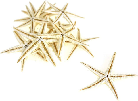 Small Assorted Nautical Finger Starfish, 12-count