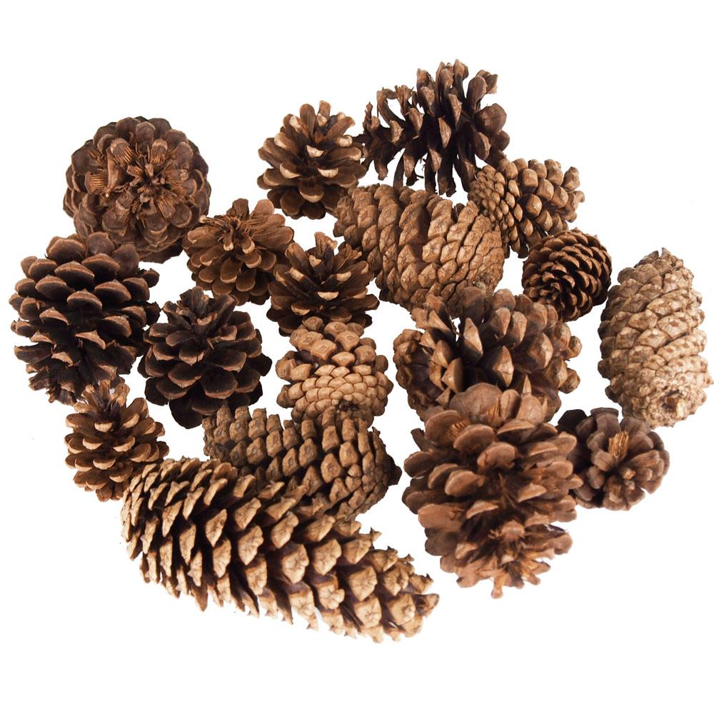 Dried Scented Pine Cones Natural Forms, 12-Ounce