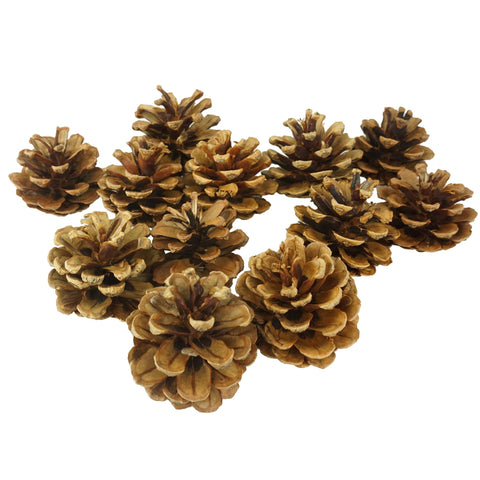 Decorative Australian Pine Cones, Natural, 2-1/4-Inch, 12-Count