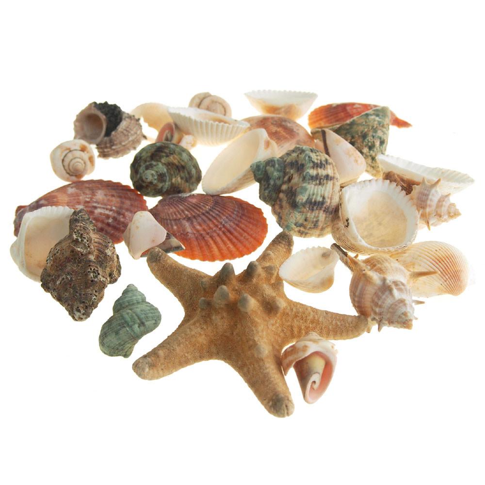 Decorative Sea shells Assortment Vase Filler, 35-piece