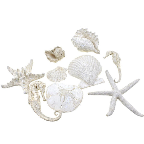 Assorted Seashells and Starfish Home Decor Accents, 5-Inch