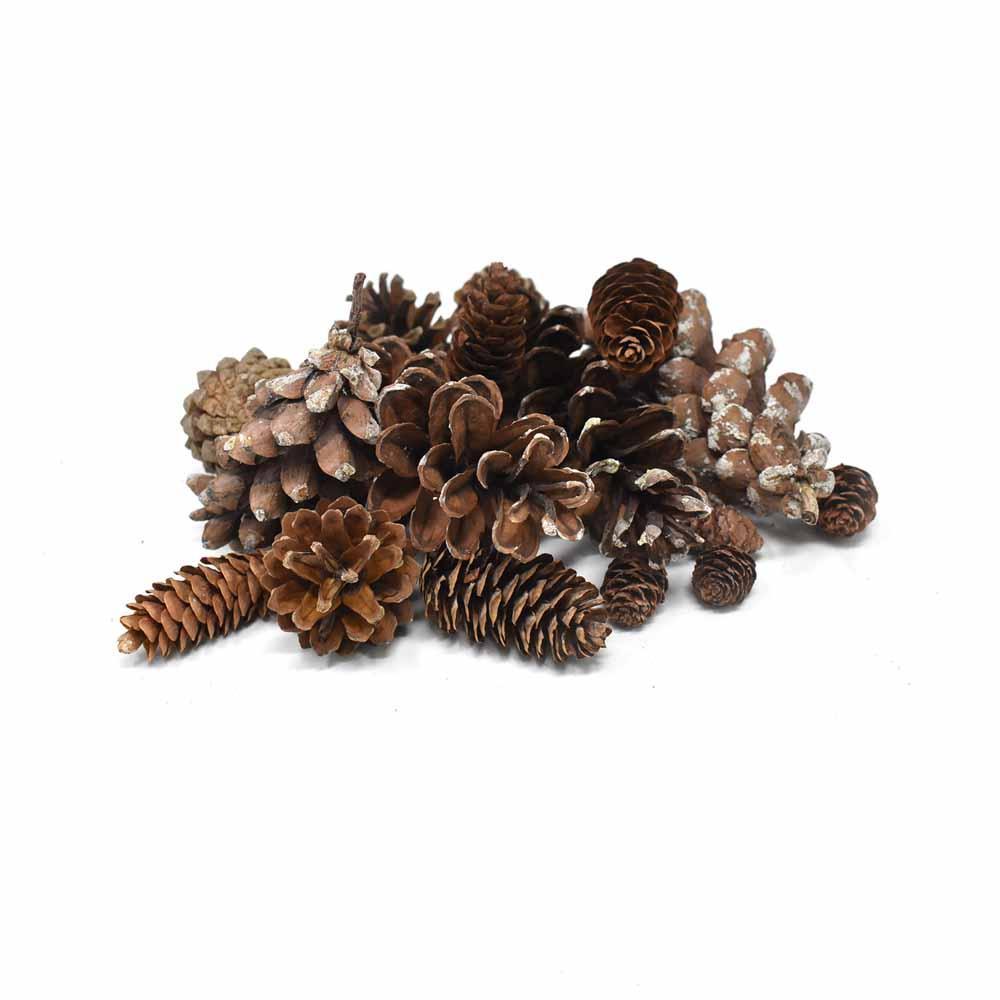 Preserved Assorted Pine Cones, Natural, 16-Piece