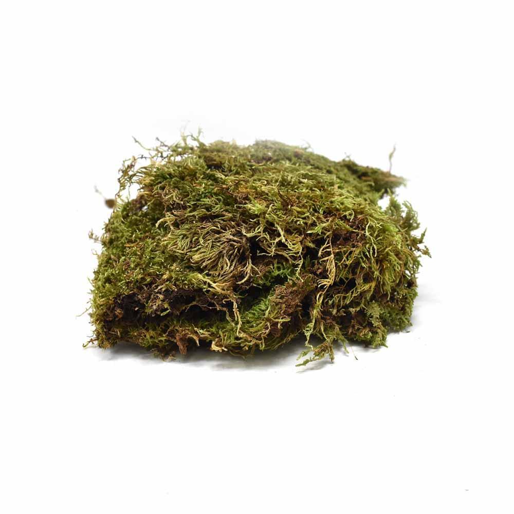 Preserved Sheet Moss, Green, 3-Ounce