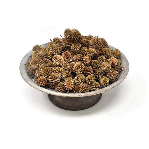 Preserved Casurina Pods, Natural, 8-Ounce