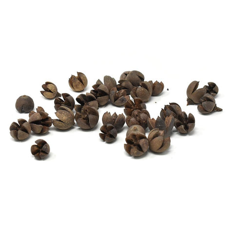 Natural Preserved Chiloni Pods Bowl Filler, 8-Ounce