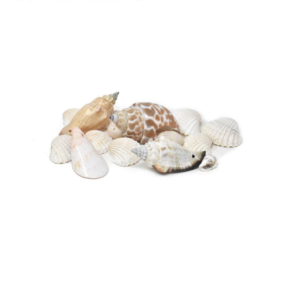 Mixed Beach Seashells Pack, 4-Ounce