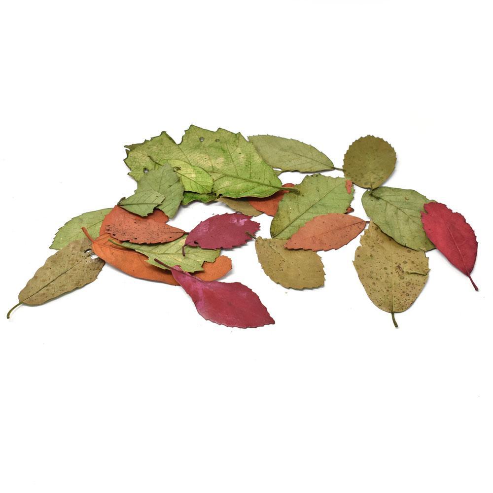 Preserved Autumn Leaves Bowl Filler, Multicolor, 4-Ounce