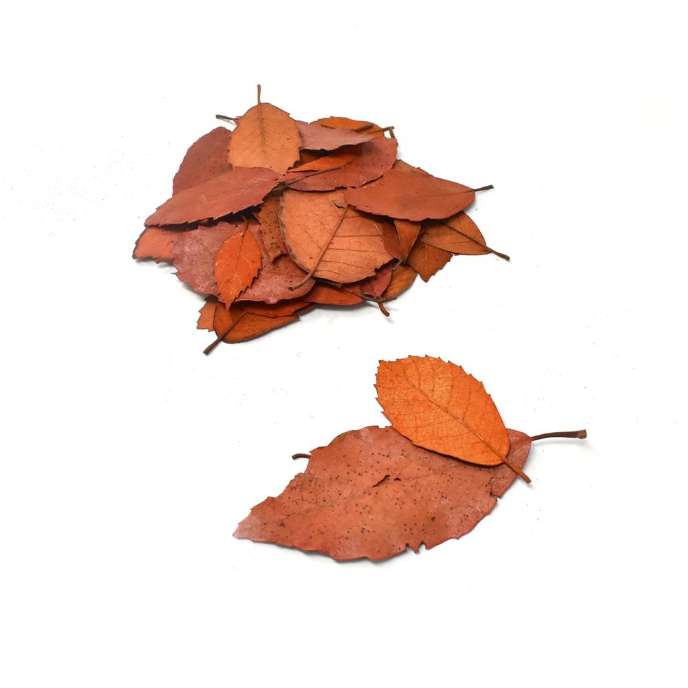 Preserved Autumn Leaves Bowl Filler, Orange, 4-Ounce