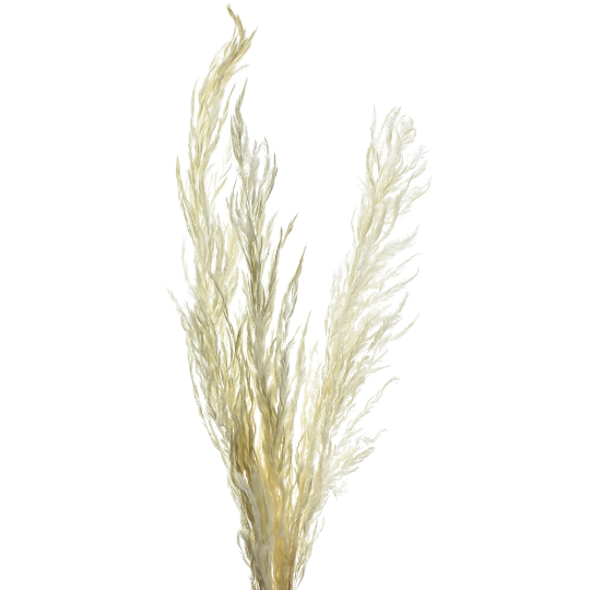 Dried Natural Eryanthus Spray, Bleached
