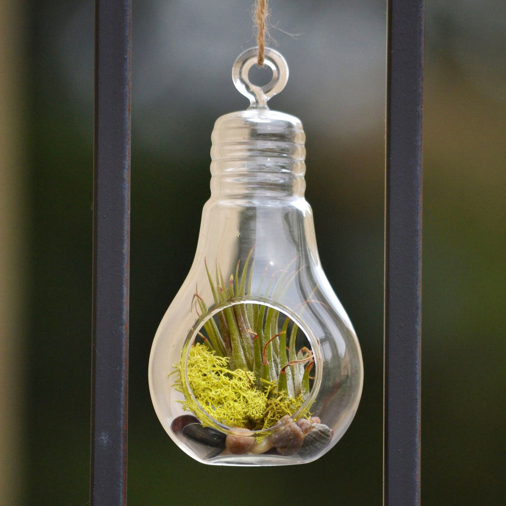 Hanging Bulb Glass Terrarium Air Plant Candle Holder, 10-inch